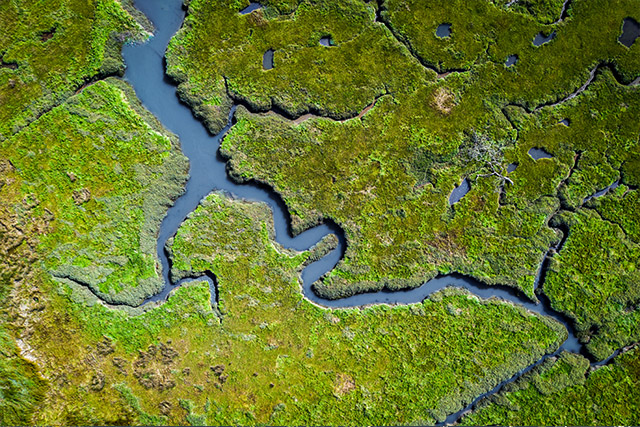 Lush coastal wetlands in Wales